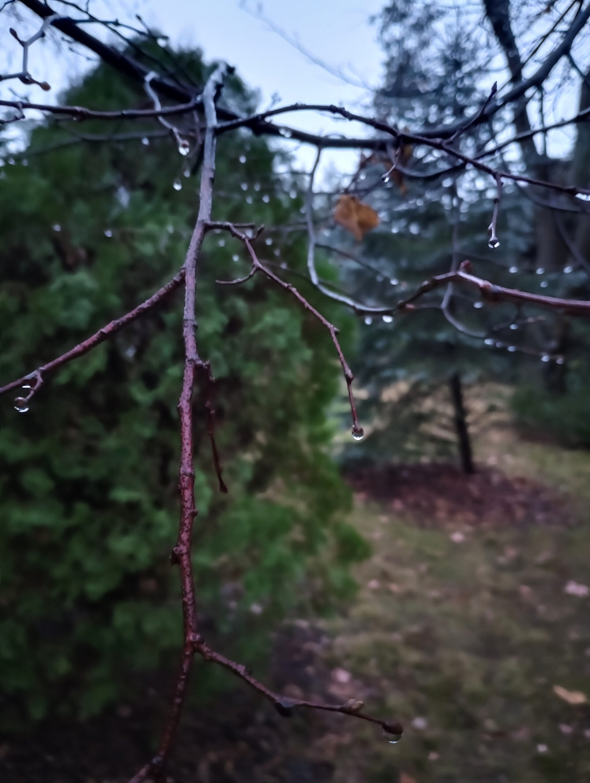 Ponderings in the Rain