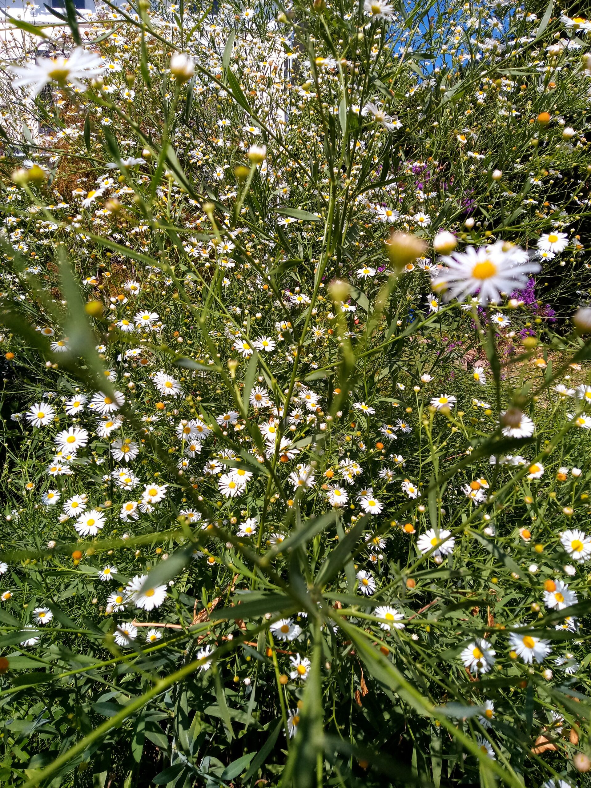 A Flowery Hill