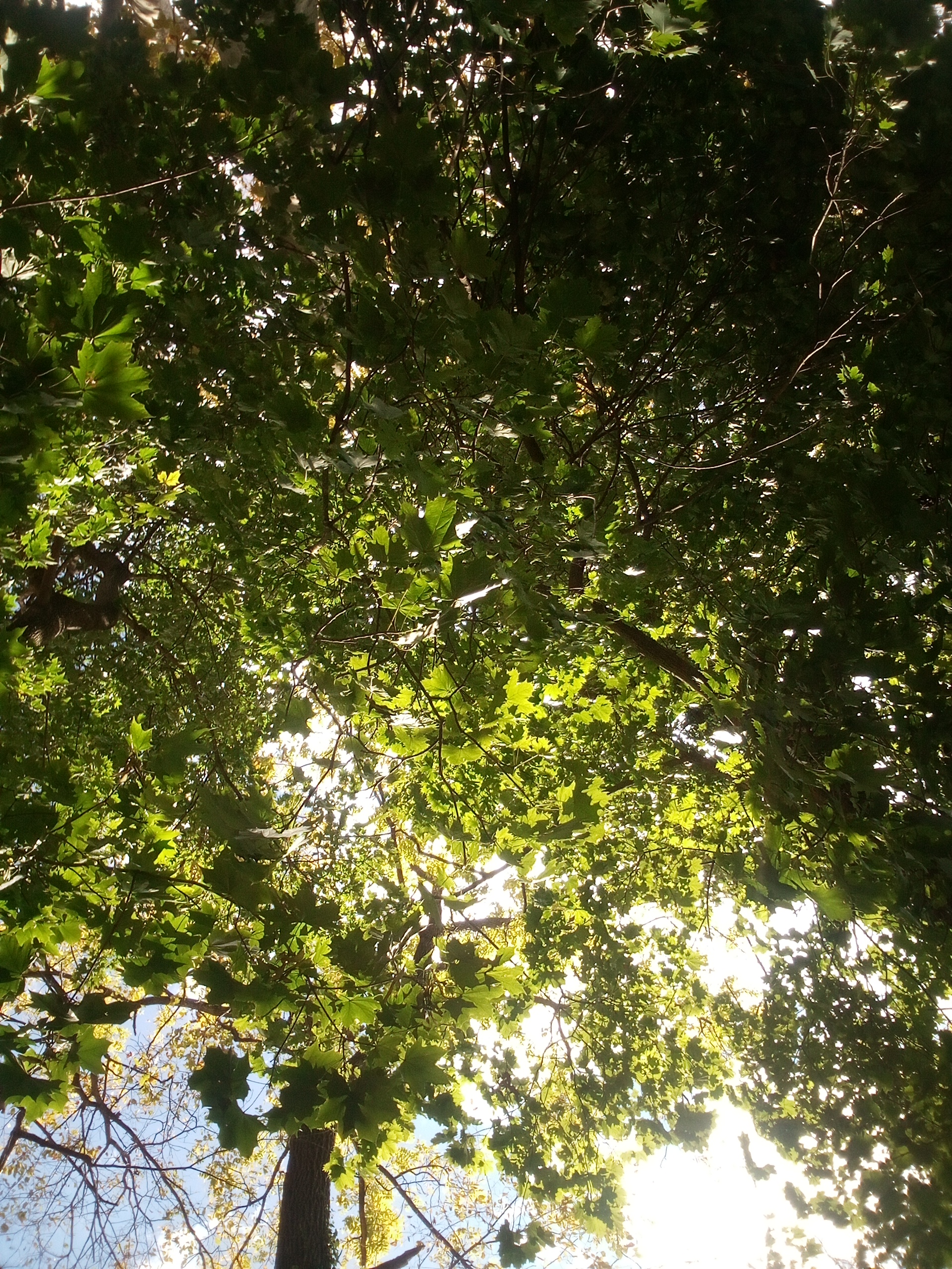 Library of Leaves